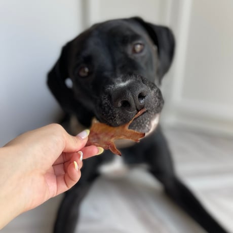 鶏のとさか【Wancoworks Original】🐶賞味期限間近！