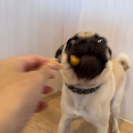 地鶏スティック【Wancoworks Original】 🐶賞味期限間近！