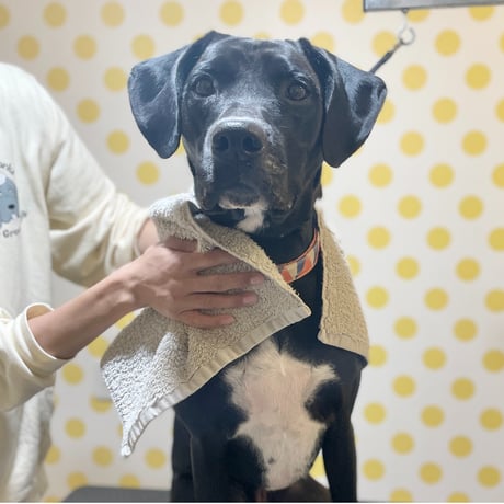 水のいらないシカシャンプー 250ml【子犬~シニア犬 すべての愛犬用】