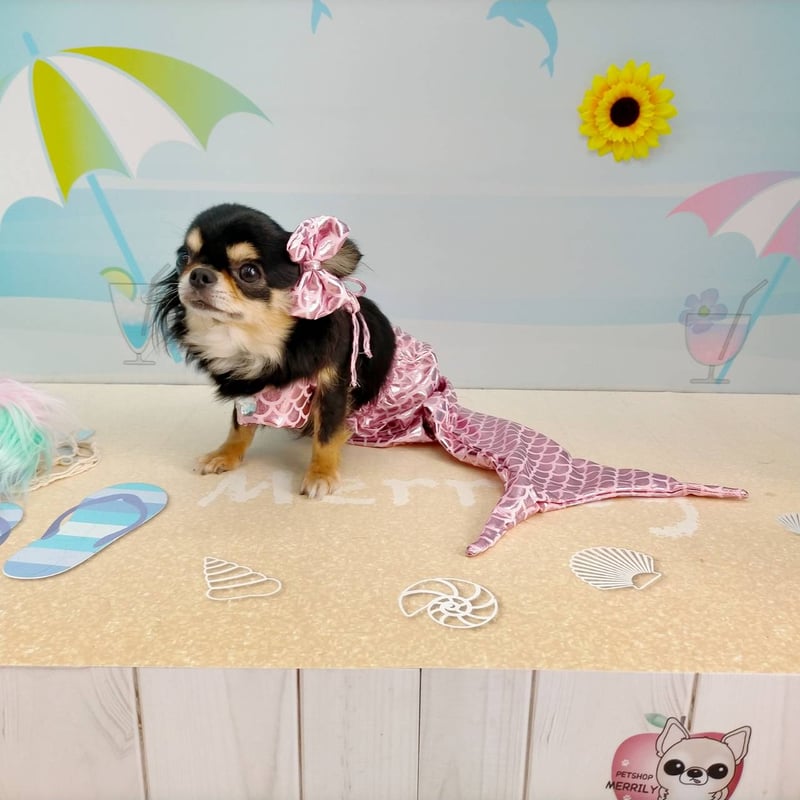 ペットコスチューム 犬 クリスマス服 おしゃれ・かわいいブランド ワン