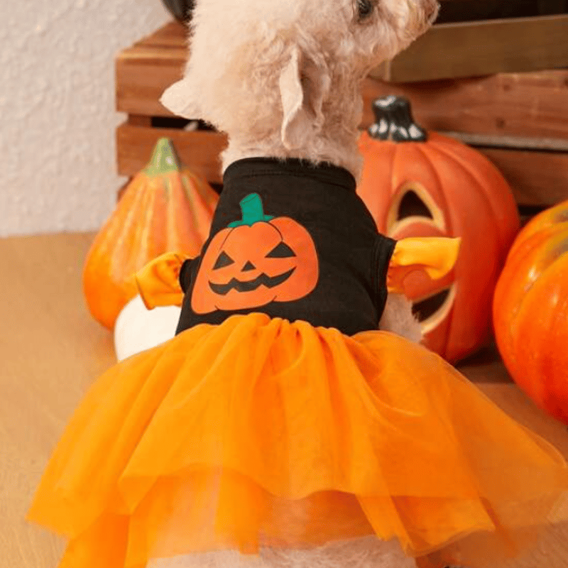 【Halloween限定】ドッグドレス ワンピース トイプードル cb-047_model01.jpg