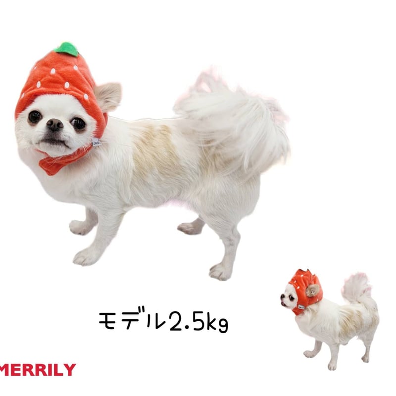 犬用いちご帽子 犬用いちご帽子の紹介🍓 白チワワトルソーは顔まわり24cmです