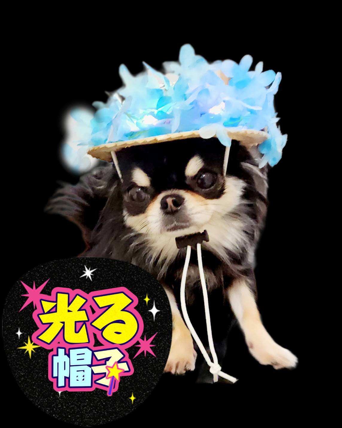 麦わら帽子Ꮇお好みカラー✗ホワイト犬・猫 プルメリア装飾❁handmade 麦わら帽子Ꮇお好みカラー✗ホワイト犬・猫 プルメリア装飾❁handmade