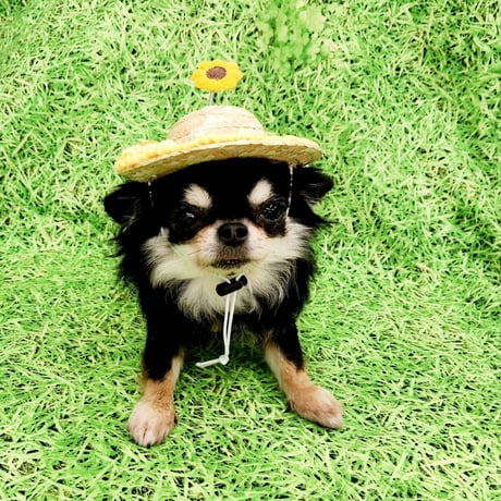 ひまわり　帽子　春夏　麦わら　犬　犬用　向日葵　ヒマワリ　コスプレ　可愛い　小型犬　被り物