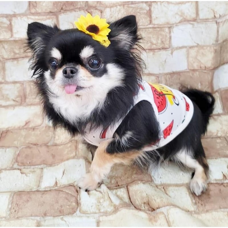 アトリエgg サイズ2 アトリエgg サイズ2 犬服 GG MADE IN TOKYO.』『GG+KIITI』『GG