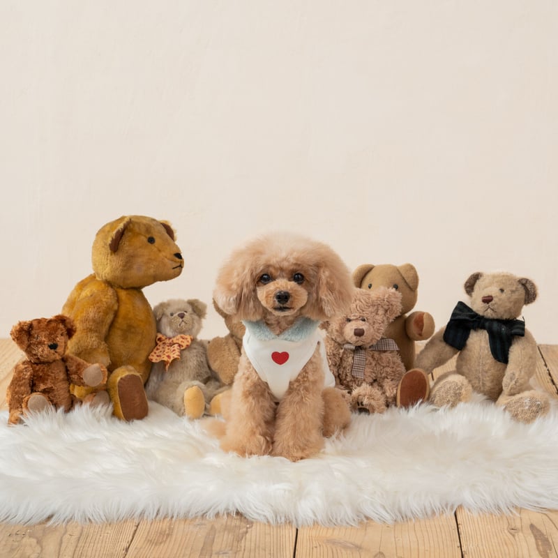 犬用♡可愛いもこもこ星柄フード付きパーカー / XXL/クレージーブー