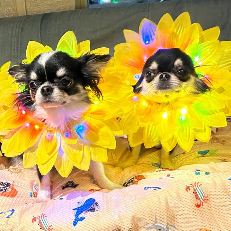 ひまわり☆様❤️秋冬お洋服♡お帽子♡ハンドメイド犬服♡ ひまわり☆様❤️秋冬お洋服♡お帽子♡ハンドメイド犬服♡ himawari