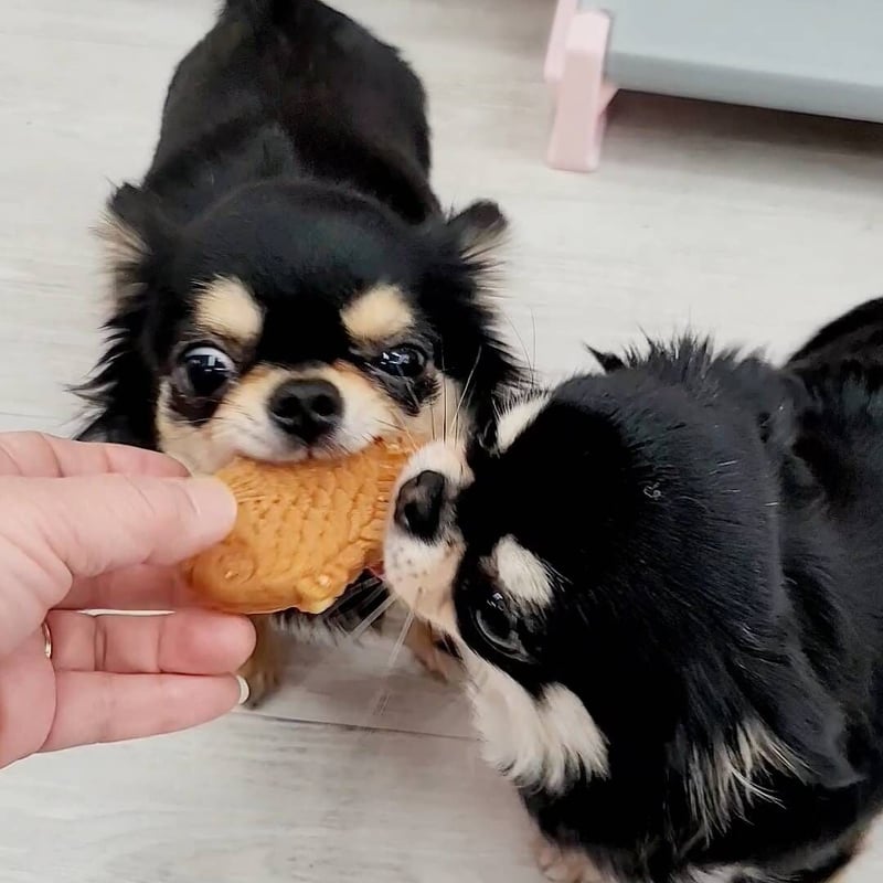 美術品・アンティーク・コレクション 犬に鯛 焼物
