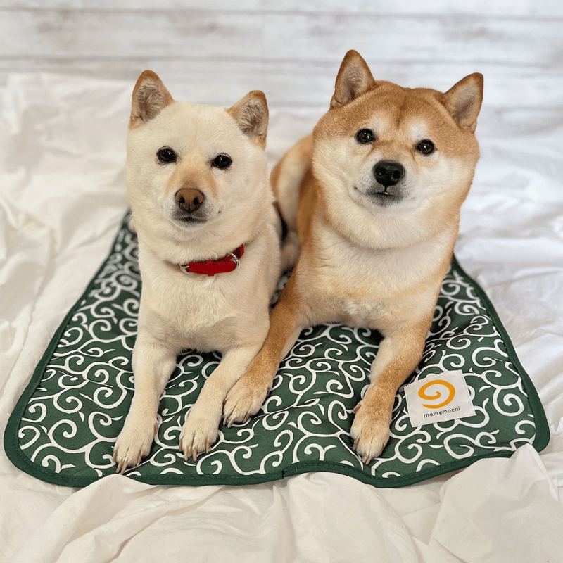 品切れ中！柴犬 クッション兼ブランケット