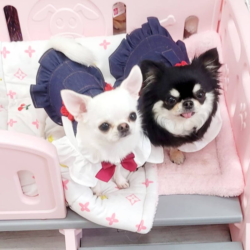 犬服　as know as de wan ジャンパースカート　２着セット　３ 犬服 as know as de wan ジャンパースカート 2着セット 3