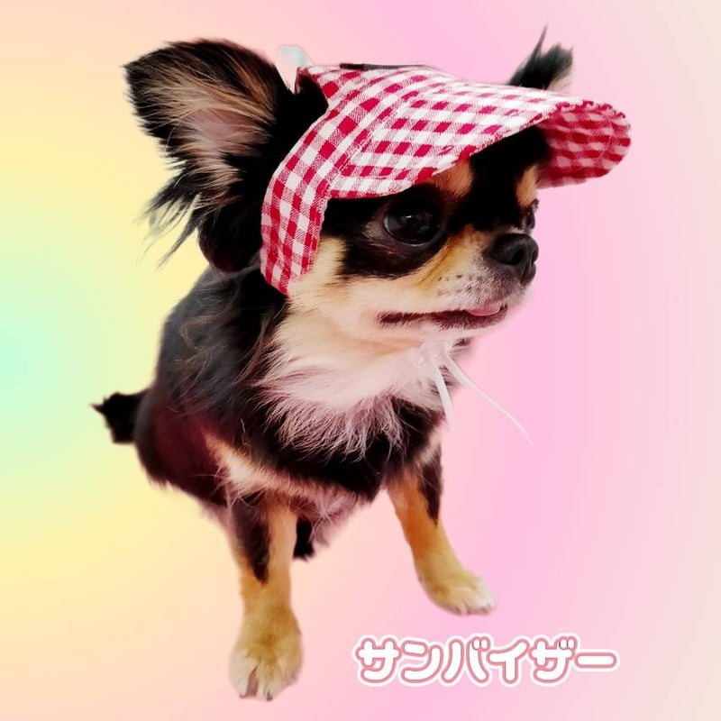 オーダー受付パネル♡ベレー帽のチワワ 1_ee84f8a20f9e6597663a338fbb5a