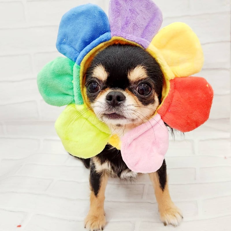 かぎ針編み ハンドメイド・手芸 めいぷる様専用 わんちゃん用 お花の