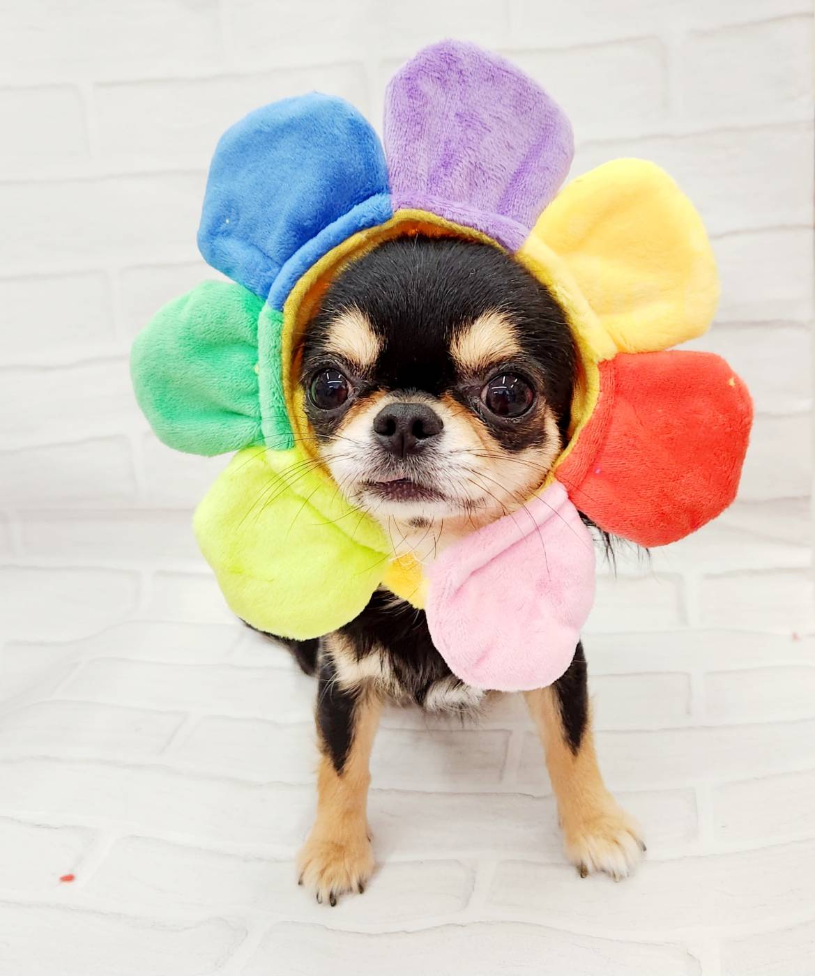 ぬい服 帽子 わんちゃん お花 ポシェット 4 ぬい服 帽子 わん