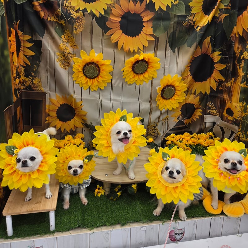 ひまわり かぶりもの 光る 帽子 春夏 ひまわり隊 コスプレ 可愛い 夏用