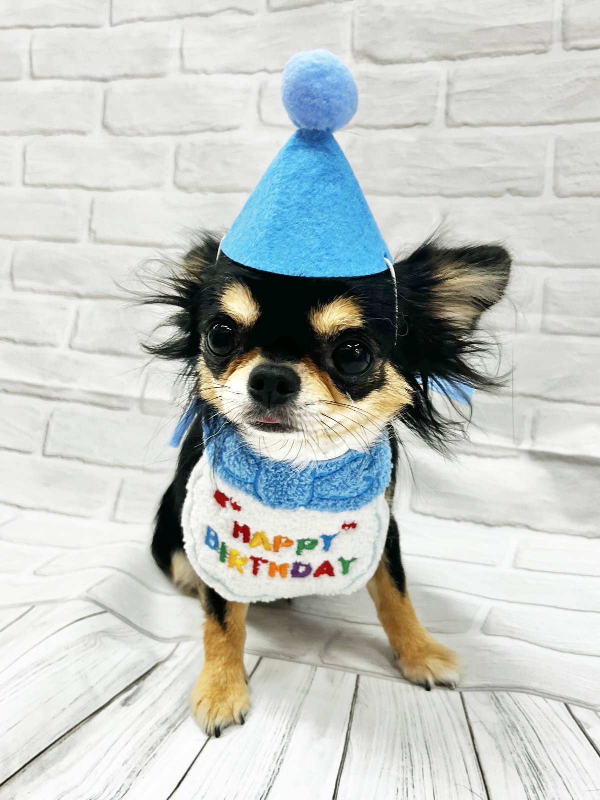 バースデースタイ 誕生日 写真撮影 帽子付き 可愛い 犬 猫 お祝い