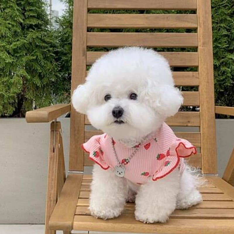 【オーダー】紅いちご×デニムフリルスカートのセットイントレーナー犬服 オーダー】紅いちご×デニムフリルスカートのセットイントレーナー犬服