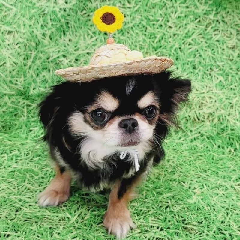 ひまわり 帽子 春夏 麦わら 犬 犬用 向日葵 ヒマワリ コスプレ 可愛い 