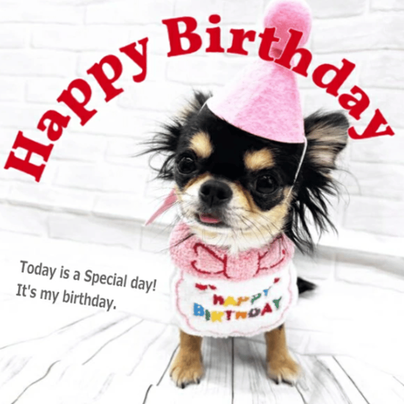 HAPPYBIRTHDAYスタイ ハッピースタイ 誕生日 ハッピーバースデー 犬用 
