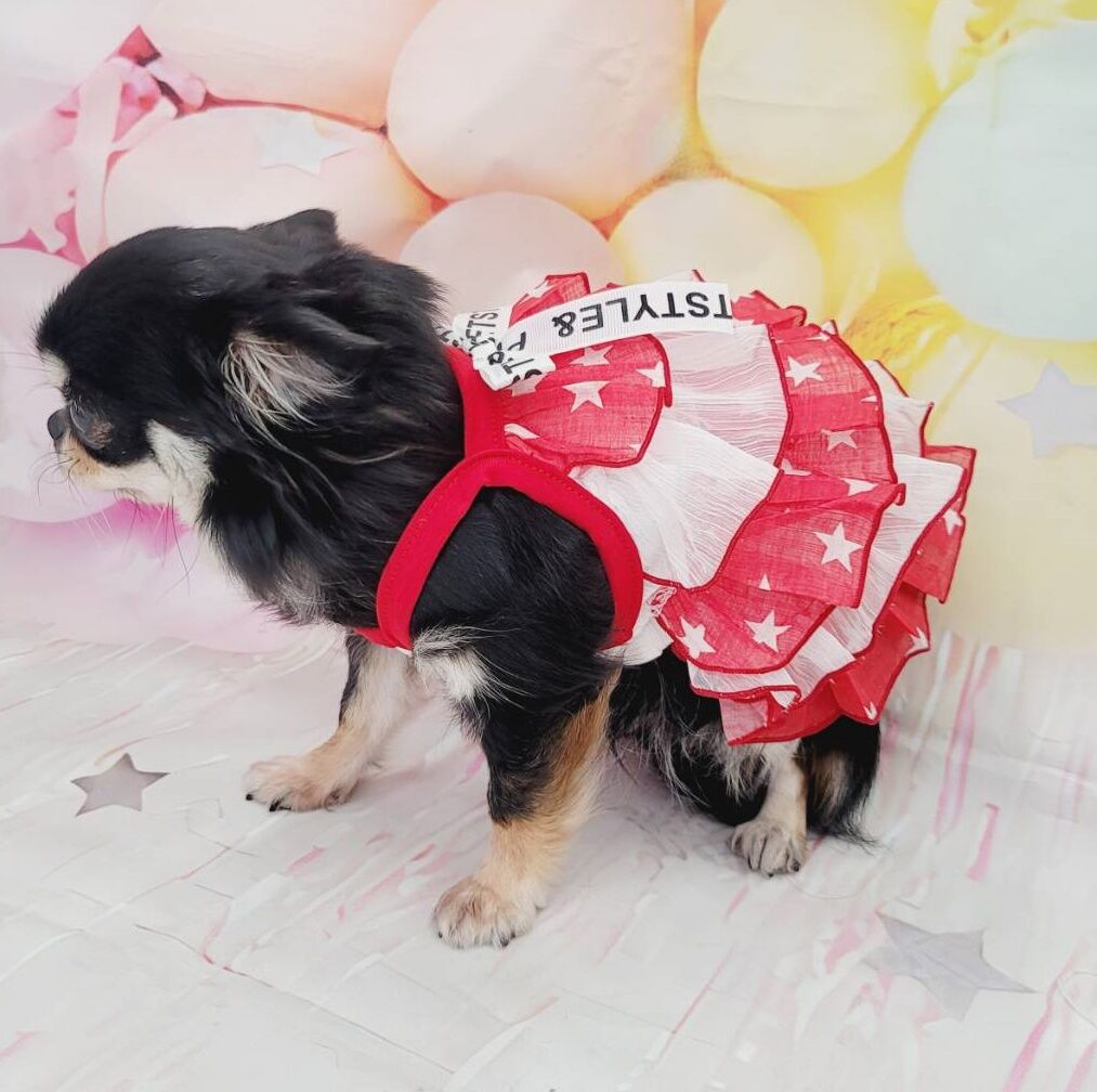 犬服 S わんこの普段着　水色の星 犬服 S わんこの普段着水色の星