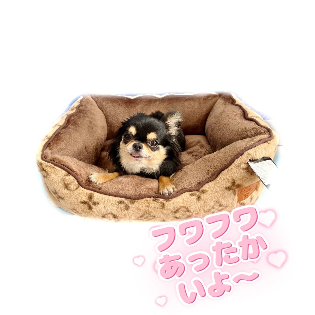 ブラックの犬用クッション 楽天市場】【期間限定P5倍】【再入荷】大型犬 ベッド 肉厚