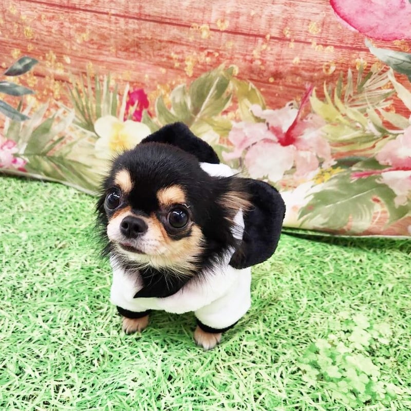 犬服　さくら　ハンドメイド CanNana 犬 犬服 春 さくらんぼカットソードッキングワンピース