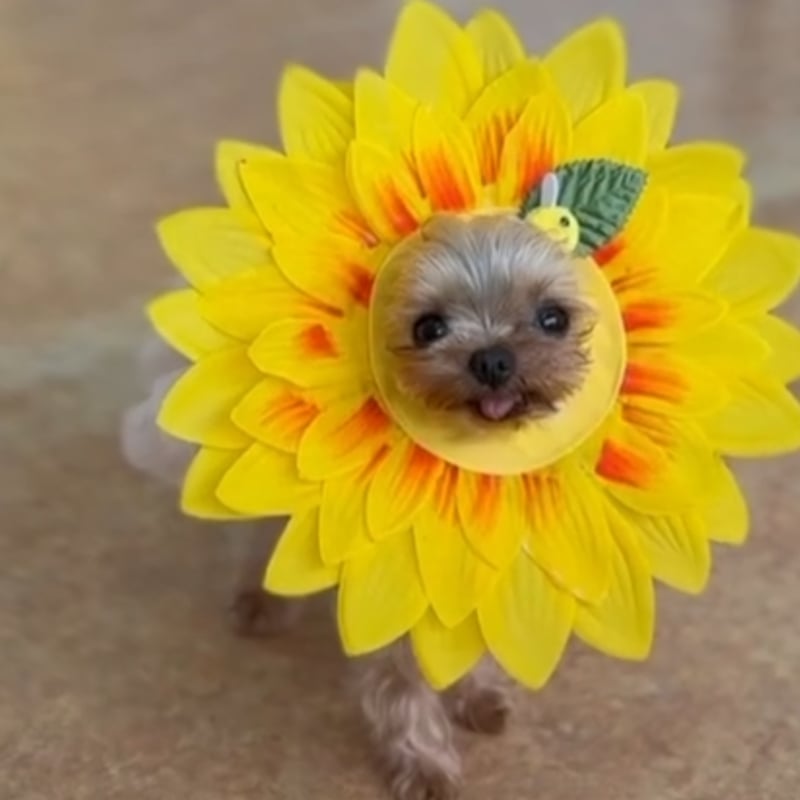 ひまわり☆様❤️秋冬お洋服♡お帽子♡ハンドメイド犬服♡ ひまわり かぶりもの 光る 帽子 春夏 ひまわり隊 コスプレ 可愛い 夏用