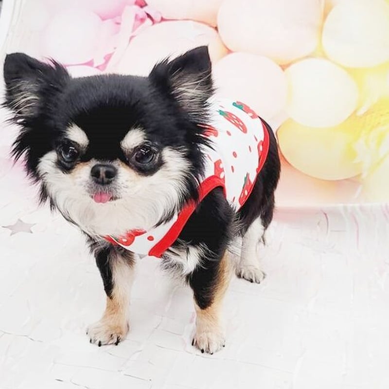 犬服 SS わんこの普段着　青いちご 犬服 SS わんこの普段着 青いちご 犬服 SS わんこの普段着青いちご