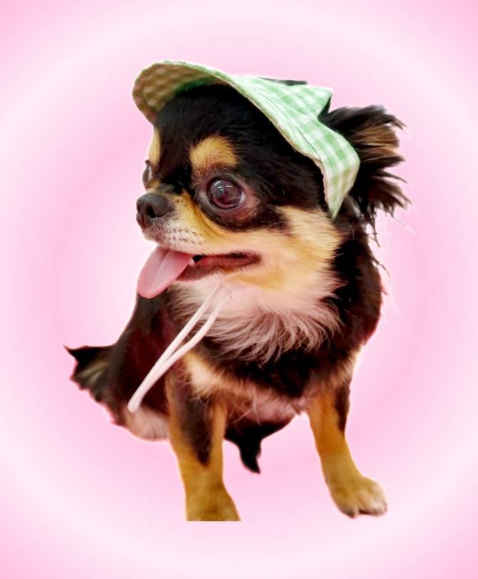 犬の帽子 サンバイザー 帽子 チェック 小型犬 子犬 パピー 極小 犬の帽子 サンバイザー 帽子 チェック 小型犬 子犬 パピー 極小