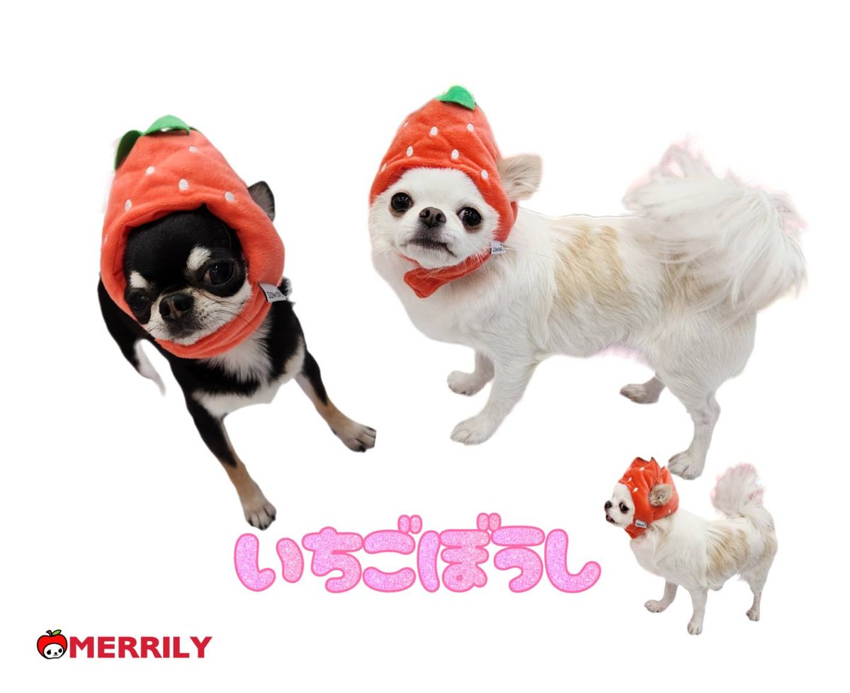 犬用いちご帽子 compass1671778512.jpg