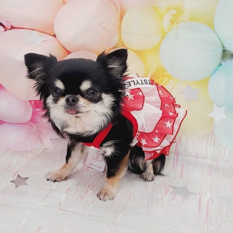 犬服フリフリレーススカーフ付きデザインワンピース見本 犬服フリフリレーススカーフ付きデザインワンピース見本