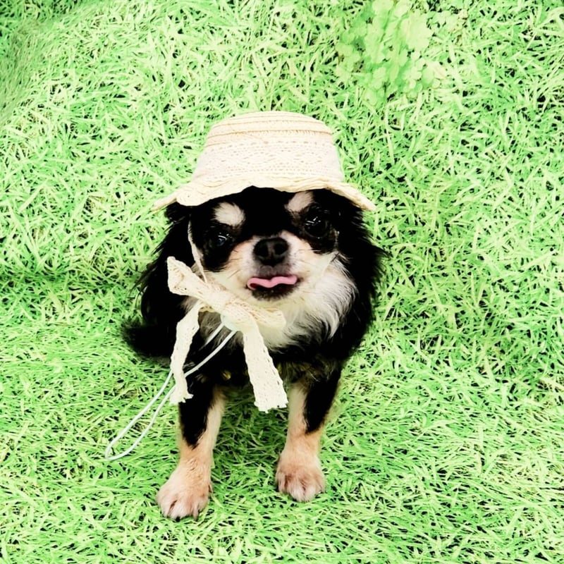 【ともこ】レース麦わら帽子　お得なまとめ買い　犬用アクセサリー 麦わら帽子 レースリボン付き ハット おしゃれ リアル わんこの帽子 犬