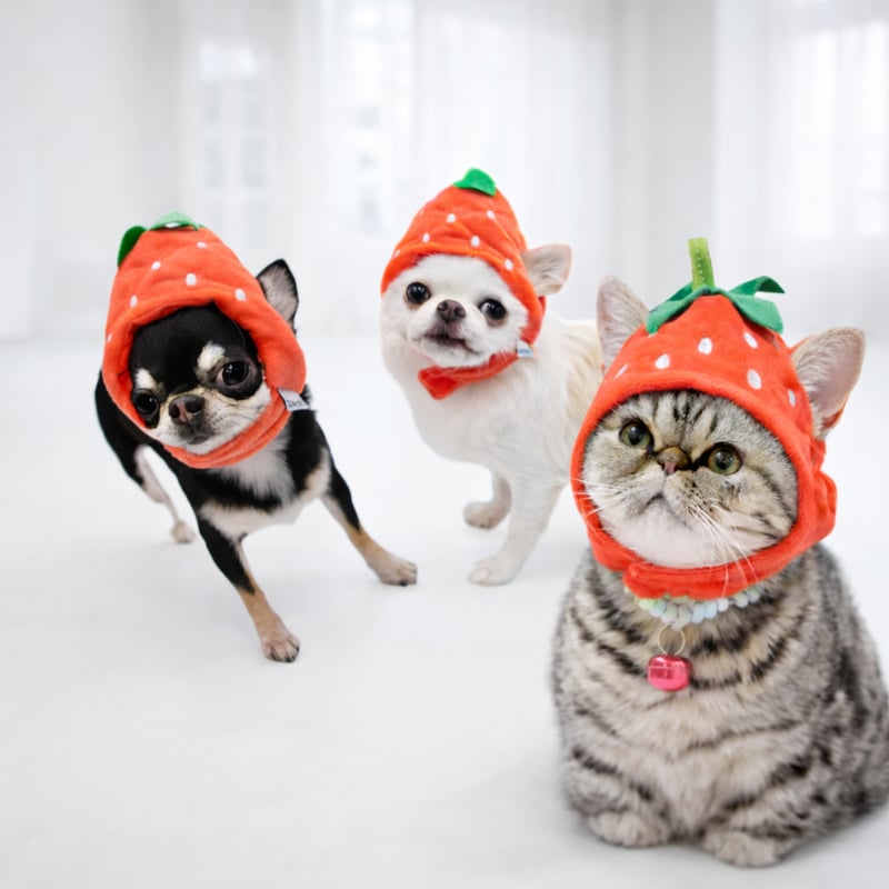 苺 帽子犬 ペット 小型犬 犬用 被り物 キャップ 犬帽子 犬の帽子 犬用