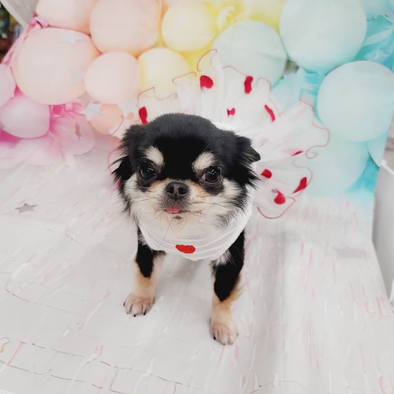 犬用ホワイトチュチュドレス PP Closet 犬用ホワイトチュチュドレス PP Closet - メルカリ