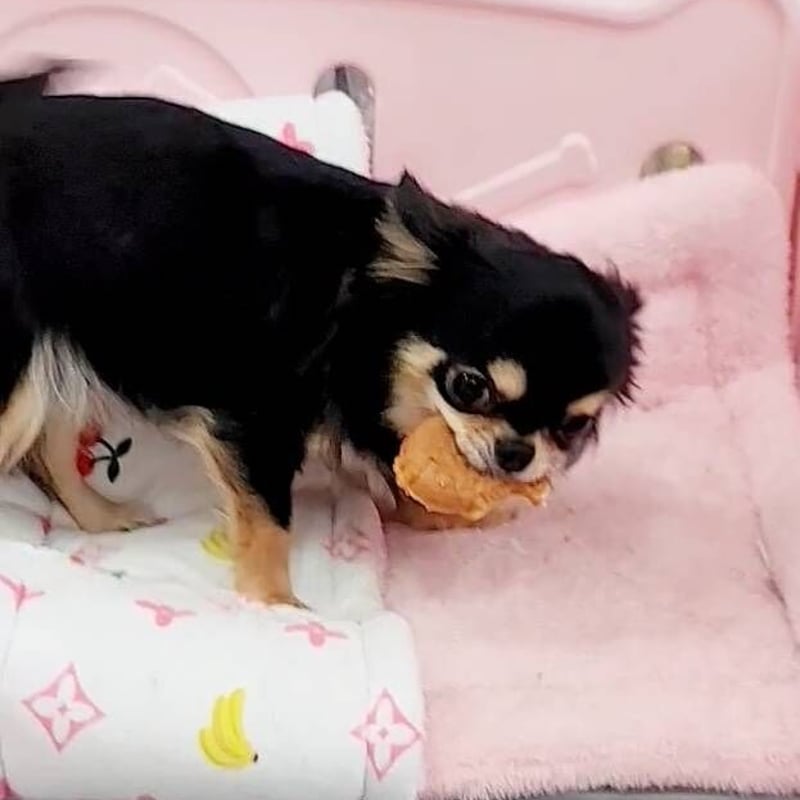 鯛漁焼き 犬 犬のおやつ 鯛焼き たいやき おやつ スイーツ 和菓子 国産
