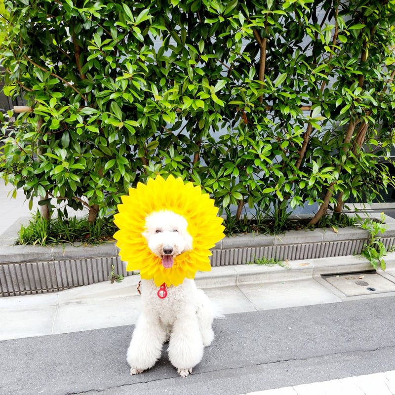 ひまわり かぶりもの 光る 帽子 春夏 ひまわり隊 コスプレ 可愛い 夏用