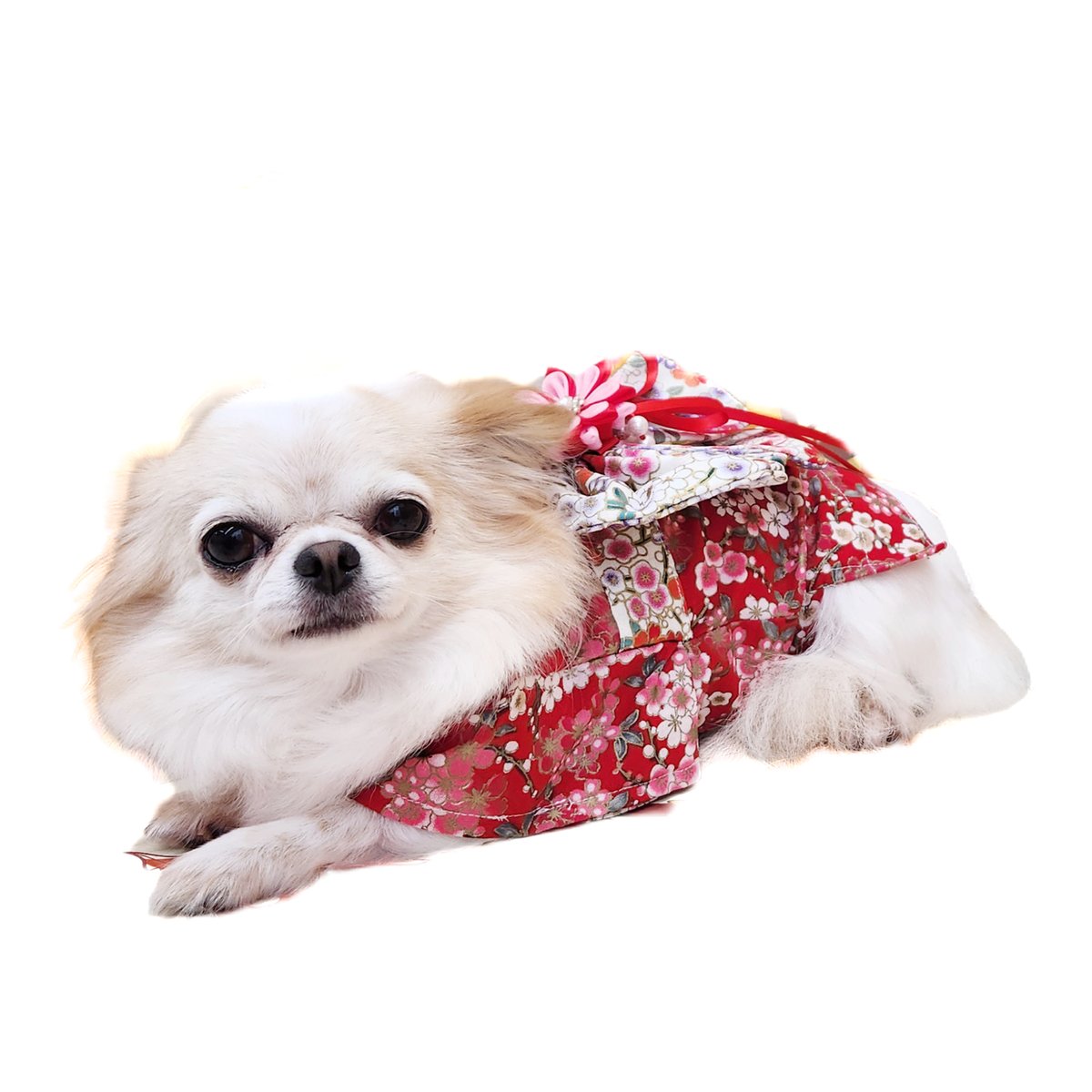 【オーダー受付専用】わんこの着物屋　犬用着物・ 小型犬用（正月・撮影 お祝い） オーダー受付専用】わんこの着物屋 犬用着物・ 小型犬用（正月