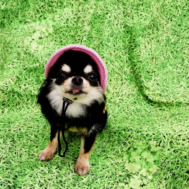 犬の帽子 帽子 犬 ハット おしゃれ サンバイザー わんこの帽子 耳が