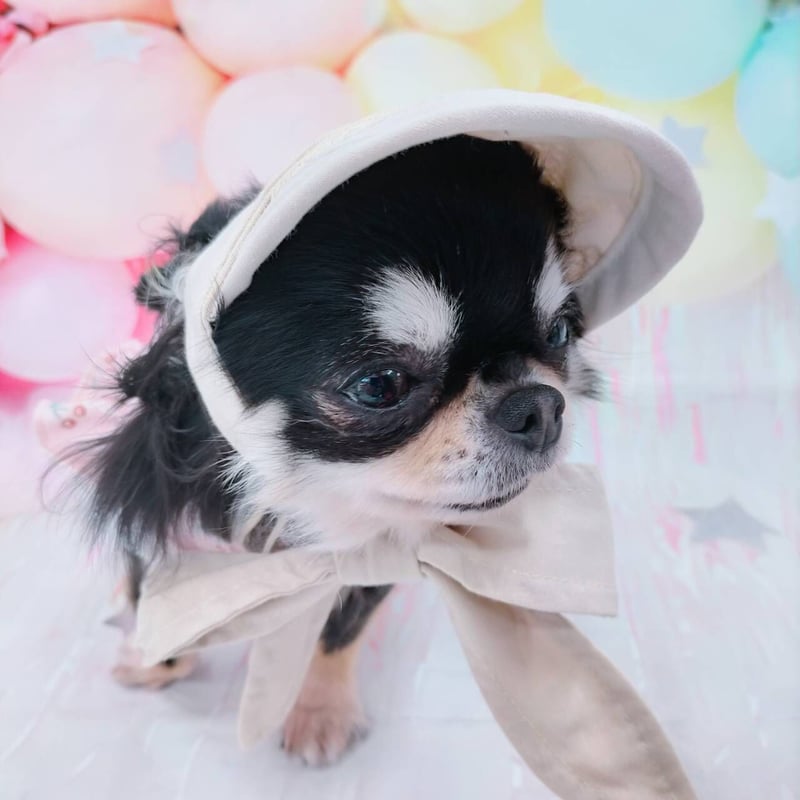 犬 帽子 サンバイザー ハット ナチュラルカラー 小型犬 チワワ