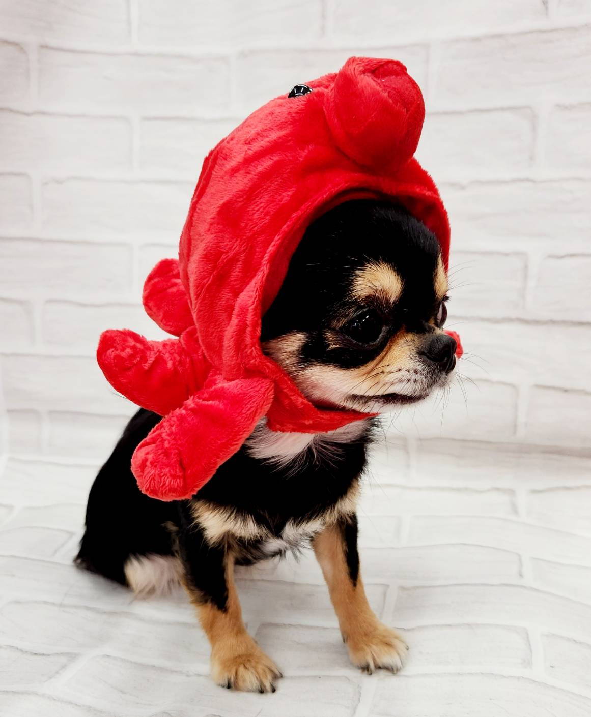 野ばら社 rosily 赤い帽子の犬のぬいぐるみ 野ばら社 rosily 赤い帽子の犬のぬいぐるみ ぬいぐるみ