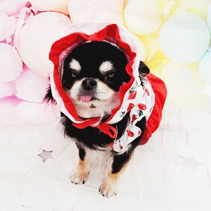 赤いチェリーの犬の服