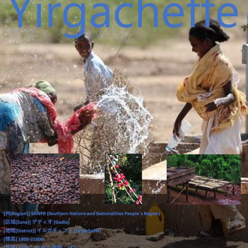 エチオピア イルガチェフG1 ウォッシュド（200g） | Caffe La Costa