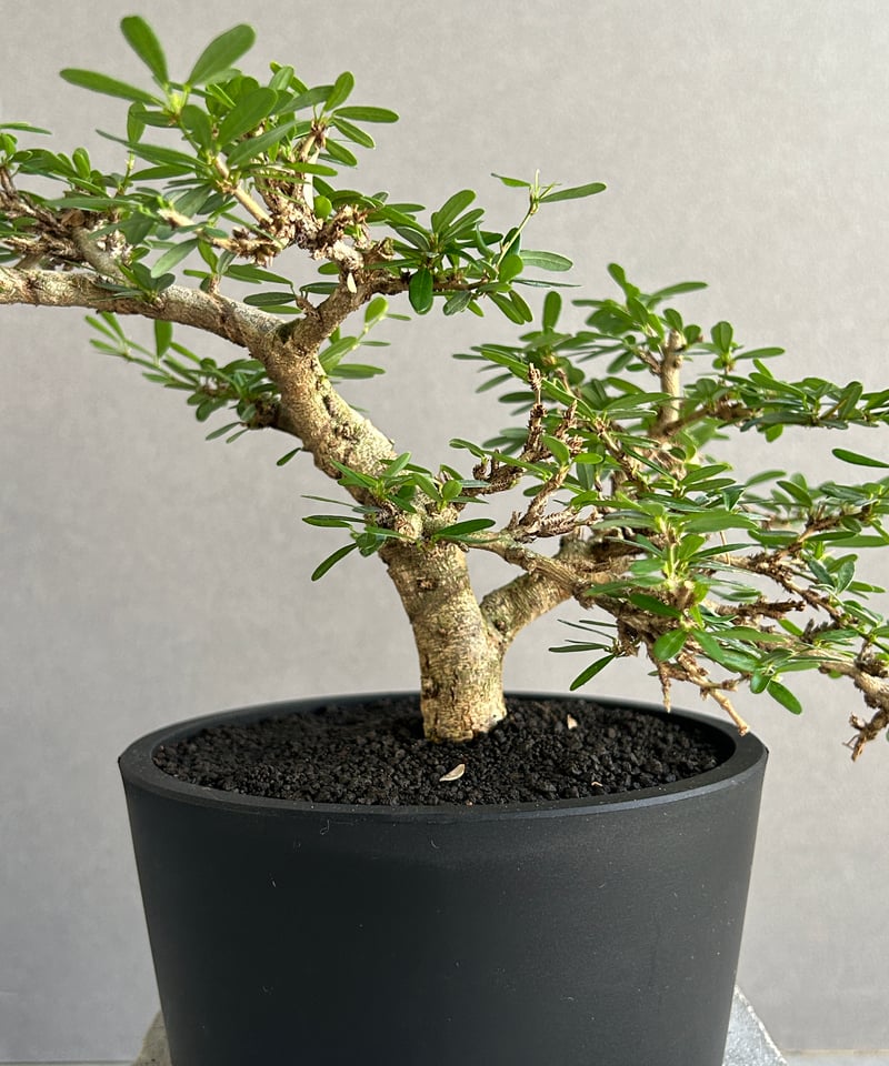 うち” 盆栽 Limited Edition 「“UCHI” BONSAI」 7J |