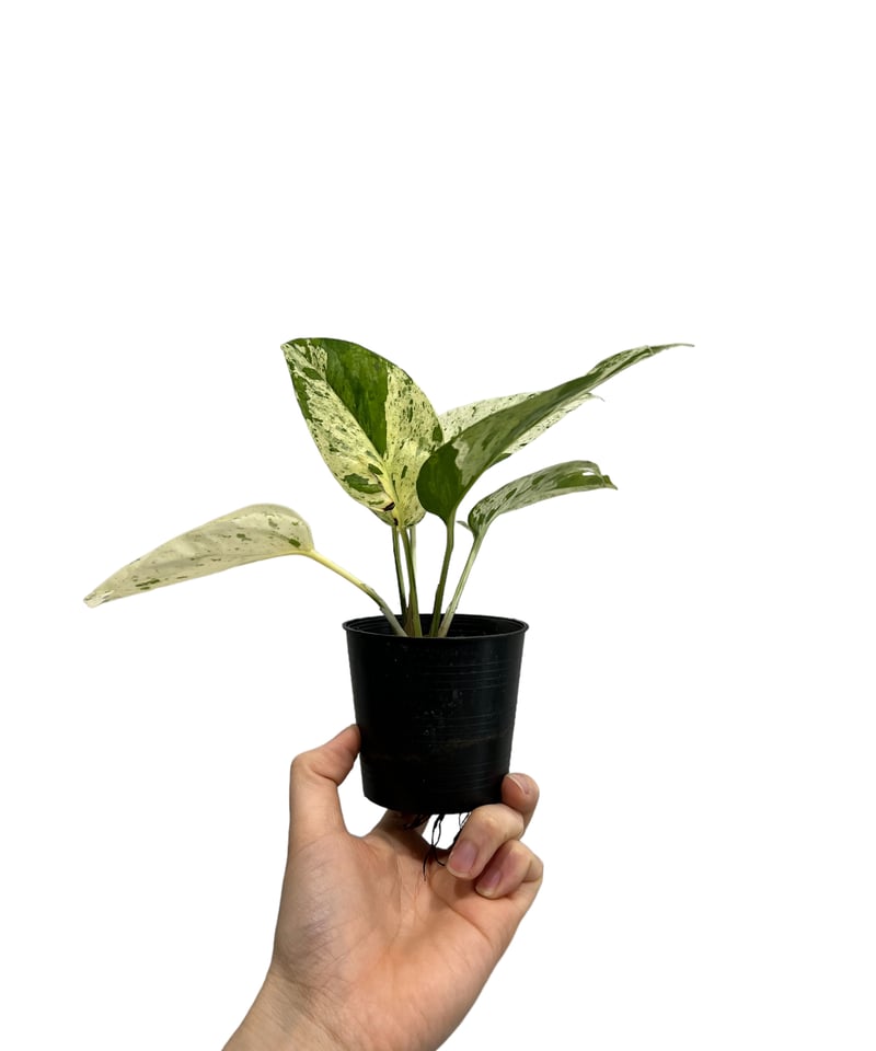 エピプレムナム　マーブルミニ エピプレムナム ピナツム マーブル 「Epipremnum pinnatum Marble」5