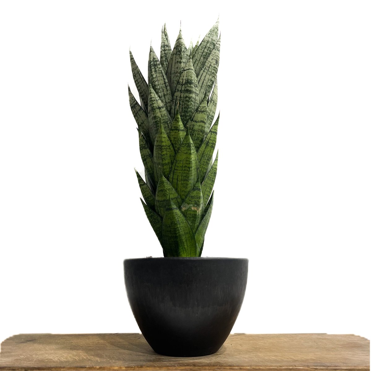 サンセベリア エーレンデル「Sansevieria Ehrendel」4/20-357 | S