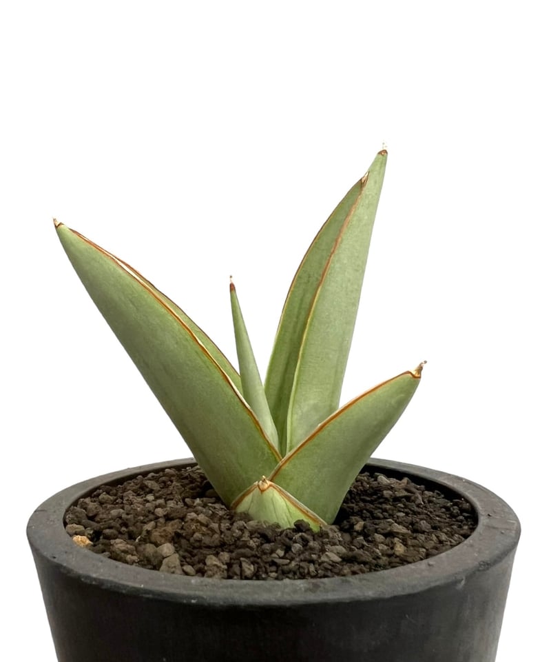 サンセベリア チャオプラヤ 「Sansevieria Chao Phraya」5I | SHO