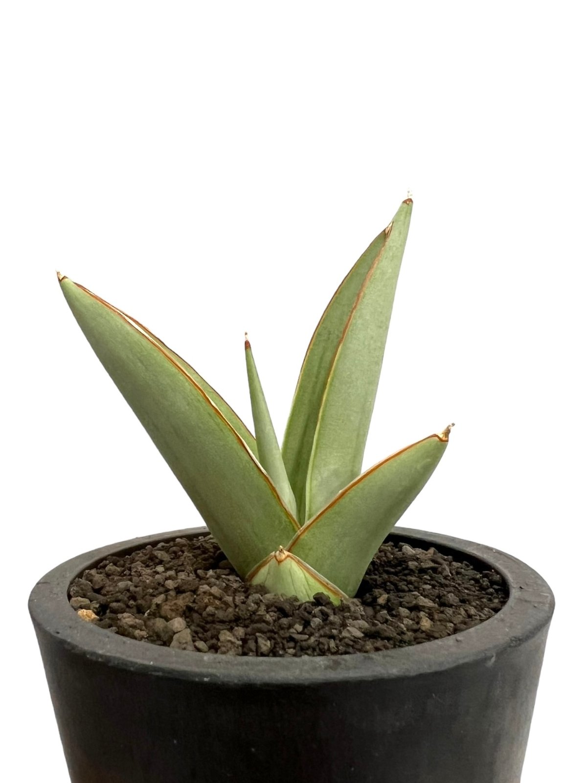 サンセベリア チャオプラヤ 「Sansevieria Chao Phraya」5I | SHO