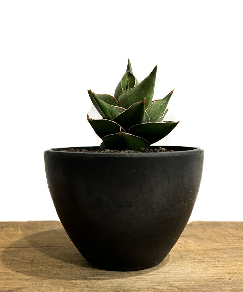 サンスベリア フローズンスローン 子株 サンセベリア sansevieria サンスベリア フローズンスローン 子株 サンセベリア sansevieria