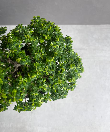 “うち” 盆栽 「“UCHI” BONSAI 」64A
