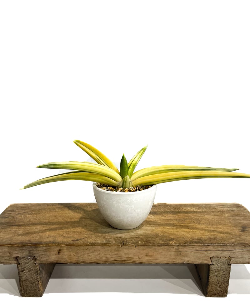 サンスベリア パテンス 斑入り byアンヤマニーガーデン サンセビリア サンセベリア：パテンス斑入り 2.5号 の通販 | 園芸ネット