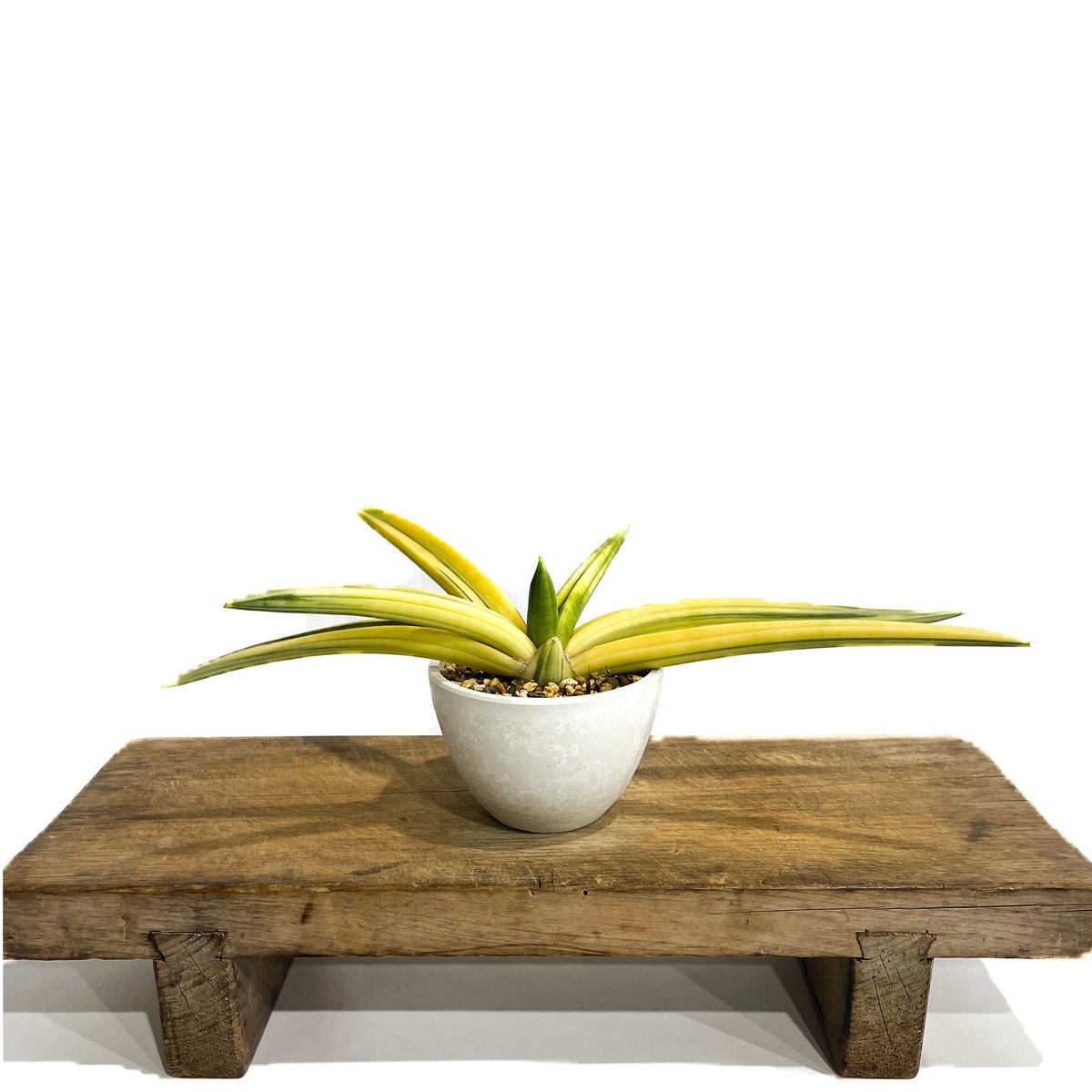 サンセベリア パテンス 斑入(選抜個体) 「Sansevieria patens var.」1
